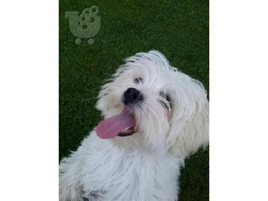 πανεμορφα HUSKY καθαροαιμα και υγειεστατα 6979314054 ΚΡΗΤΗ ΑΘΗΝΑ...